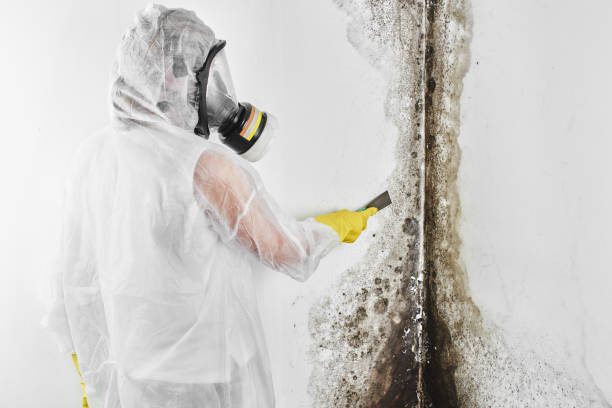 Best Mold Cleaning Services  in Grand Haven, MI