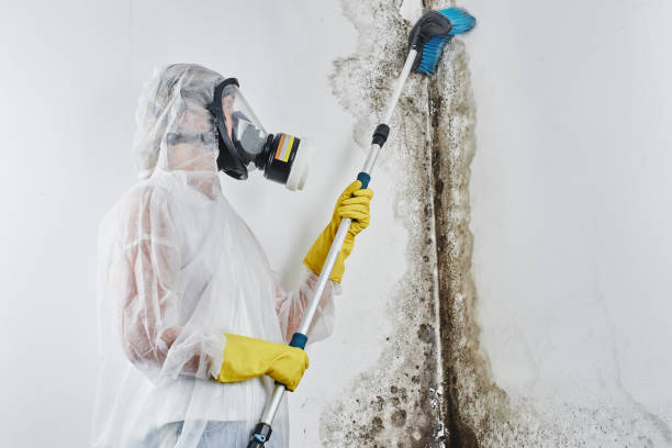 Best Commercial Mold Removal  in Grand Haven, MI