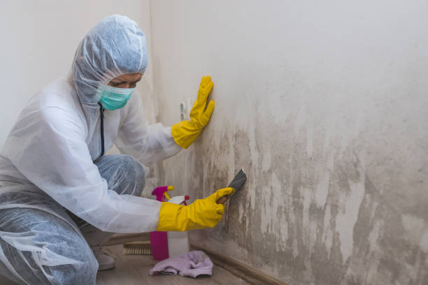 Best Attic Mold Removal  in Grand Haven, MI