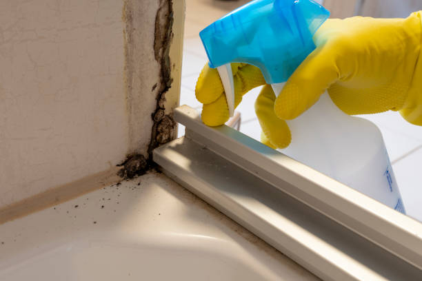 Best Local Mold Removal Service  in Grand Haven, MI