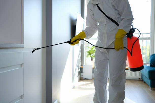 Best Mold Damage Repair  in Grand Haven, MI