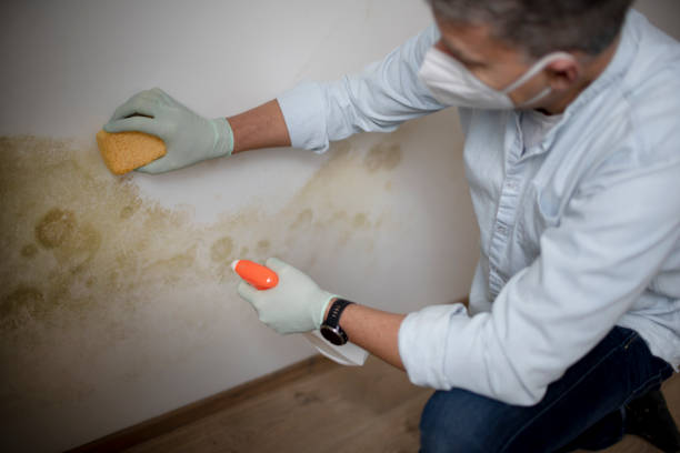 Best Crawl Space Mold Removal  in Grand Haven, MI
