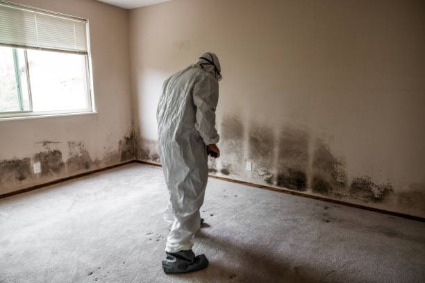 Best Professional Mold Removal  in Grand Haven, MI