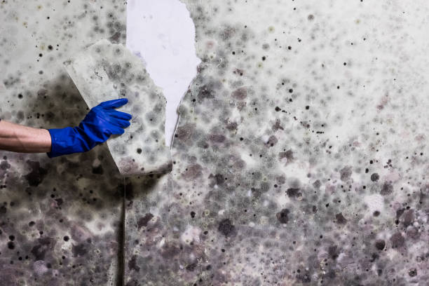 Best Mold Testing  in Grand Haven, MI