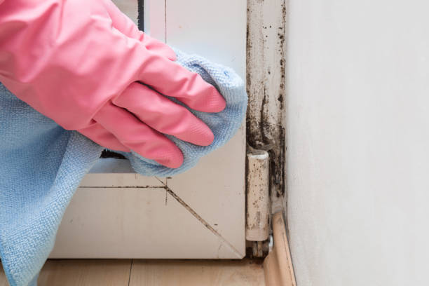 Mold Testing and Removal in Grand Haven, MI