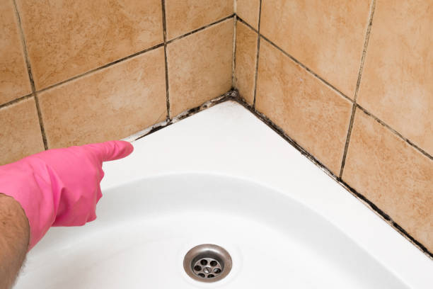 Best Mold Removal Specialists  in Grand Haven, MI